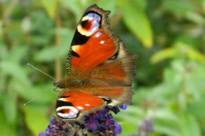 <i>Aglais io</i>