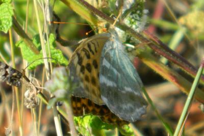 <i>Argynnis paphia</i>