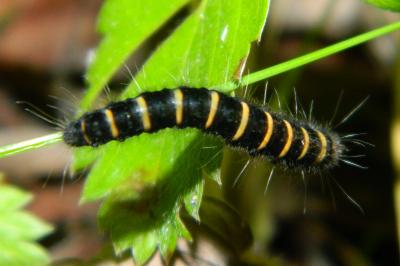 <i>Macrothylacia rubi</i>