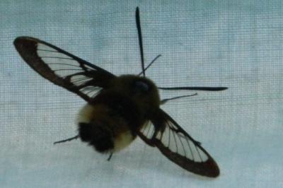<i>Hemaris fuciformis</i>