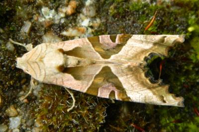 <i>Phlogophora meticulosa</i>
