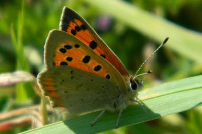 <i>Lycaena phlaeas</i>