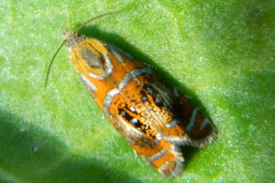 <i>Olethreutes arcuella</i>