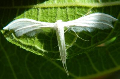 <i>Pterophorus pentadactylus</i>