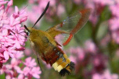 <i>Hemaris fuciformis</i>