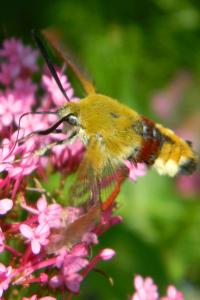<i>Hemaris fuciformis</i>