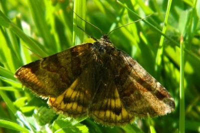 <i>Euclidia glyphica</i>