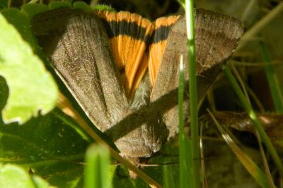 <i>Noctua pronuba</i>