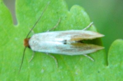 <i>Tinea semifulvella</i>