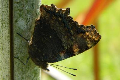 <i>Aglais io</i>