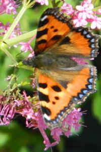 <i>Aglais urticae</i>