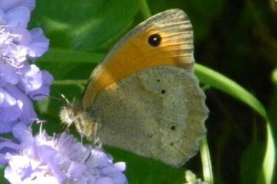 <i>Maniola jurtina</i>
