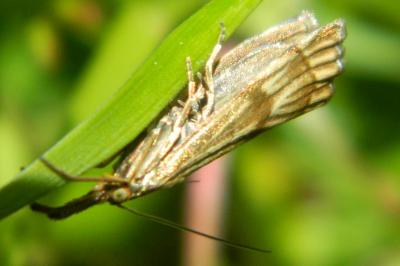 <i>Chrysocrambus linetella</i>