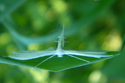 <i>Pterophorus pentadactylus</i>