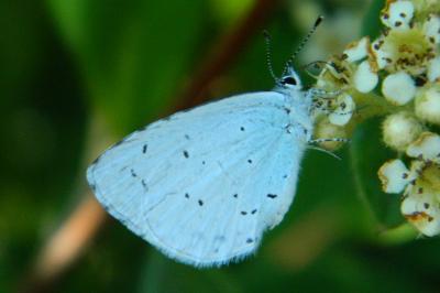 <i>Celastrina argiolus</i>