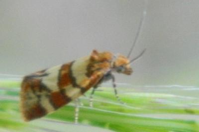 <i>Aethes tesserana</i>