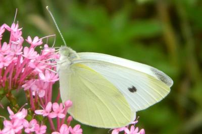 <i>Pieris rapae</i>