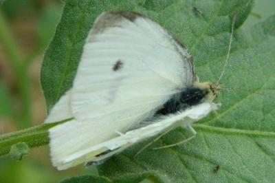 <i>Pieris rapae</i>