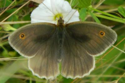 <i>Maniola jurtina</i>
