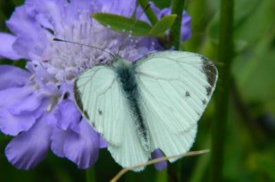 <i>Pieris napi</i>