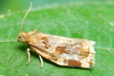 <i>Archips xylosteana</i>