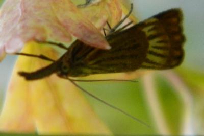 <i>Chrysocrambus linetella</i>