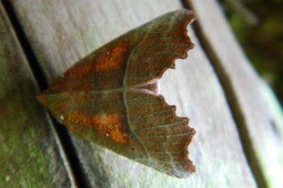 <i>Scoliopteryx libatrix</i>