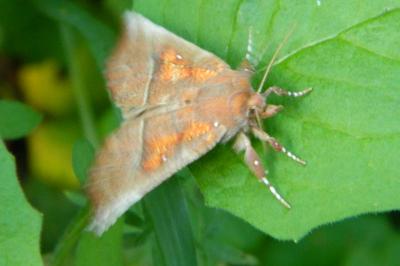 <i>Scoliopteryx libatrix</i>