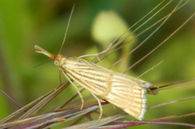 <i>Chrysocrambus linetella</i>