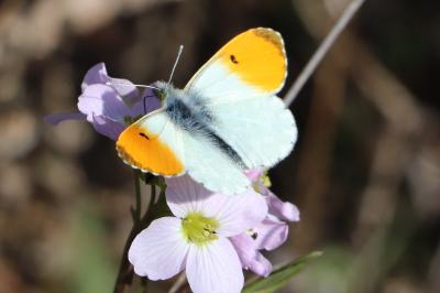 <i>Anthocharis cardamines</i>