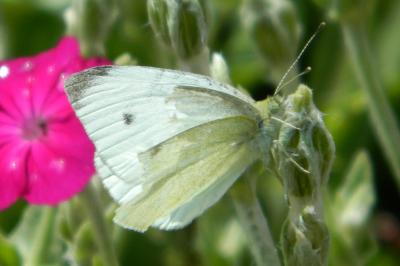 <i>Pieris rapae</i>