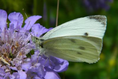 <i>Pieris rapae</i>