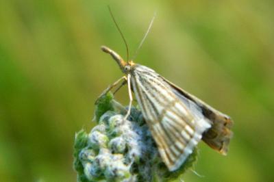 <i>Chrysocrambus linetella</i>