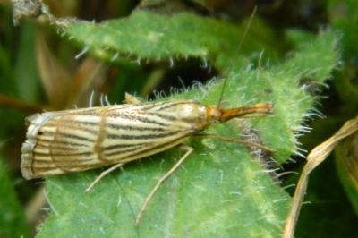 <i>Chrysocrambus linetella</i>