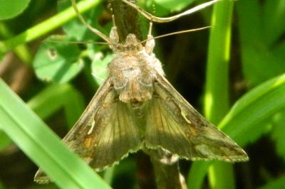 <i>Autographa gamma</i>