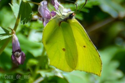 <i>Gonepteryx rhamni</i>