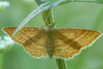 <i>Idaea aversata</i>