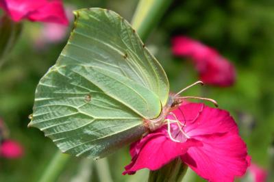 <i>Gonepteryx rhamni</i>