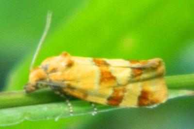 <i>Aethes tesserana</i>
