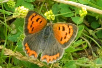 <i>Lycaena phlaeas</i>