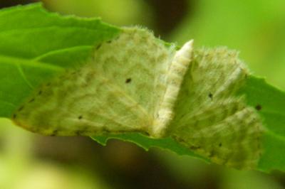 <i>Idaea fuscovenosa</i>