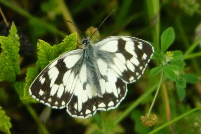 <i>Melanargia galathea</i>