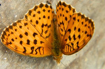 <i>Brenthis daphne</i>