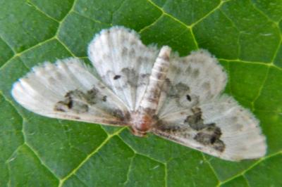 <i>Idaea rusticata</i>