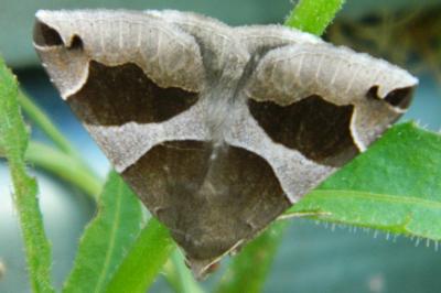 <i>Dysgonia algira</i>