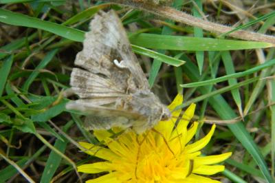 <i>Autographa gamma</i>