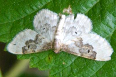 <i>Idaea rusticata</i>