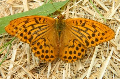 <i>Argynnis paphia</i>