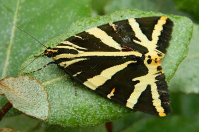 <i>Euplagia quadripunctaria</i>