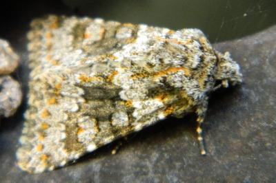 <i>Hecatera dysodea</i>